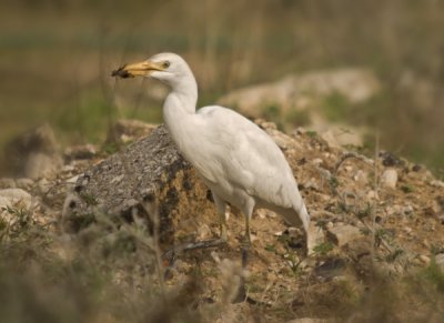 Cattle Egret (Bubulcus ibis)