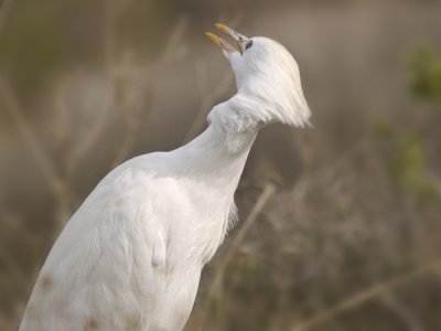Cattle Egret (Bubulcus ibis)