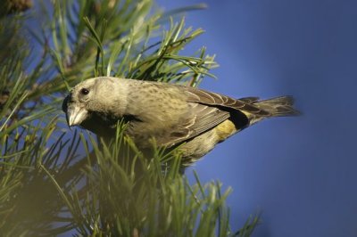 Parrot Crossbill(Loxia curvirostra)