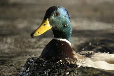 Mallard (Anas platyrhynchos)