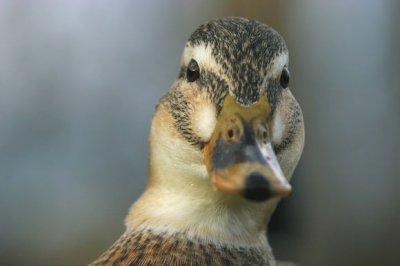 Mallard (Anas platyrhynchos)