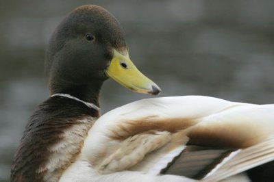 Mallard (Anas platyrhynchos)