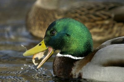 Mallard (Anas platyrhynchos)