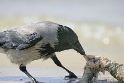 Hooded Crow (Corvus (corone) cornix)