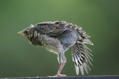 Fieldfare(Turdus pilaris)