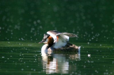 Great Crested Grebe (Podiceps cristatus)