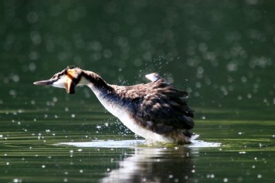 Great Crested Grebe (Podiceps cristatus)