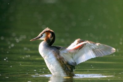 Great Crested Grebe (Podiceps cristatus)