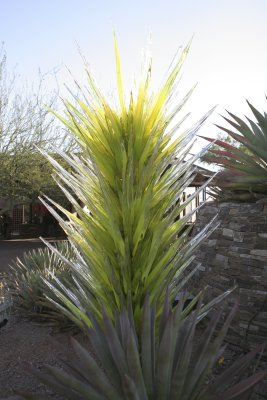 Chihuly Exhibit @ The Phoenix Botanical Gardens