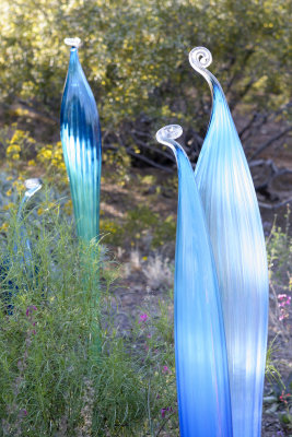 Chihuly Exhibit @ The Phoenix Botanical Gardens