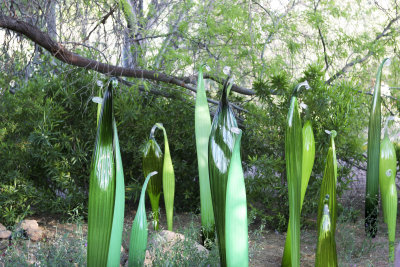 Chihuly Exhibit @ The Phoenix Botanical Gardens