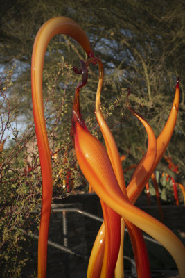 Chihuly Exhibit @ The Phoenix Botanical Gardens