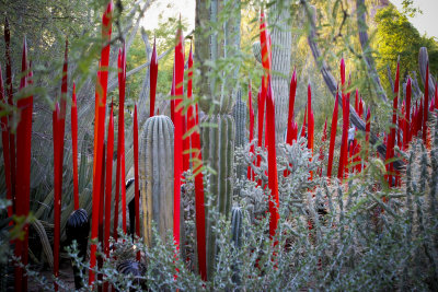 Chihuly Exhibit @ The Phoenix Botanical Gardens