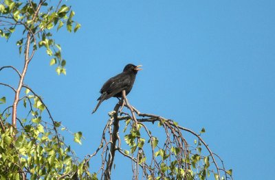 Common Blackbird (Koltrast)