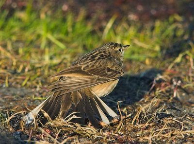 Blyth's Pipit (Mongolpiplrka)