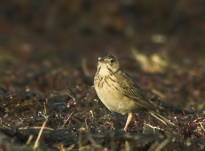 Blyth's Pipit (Mongolpiplrka)