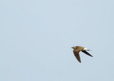 Black-winged Pratincole (Svartvingad vadarsvala)