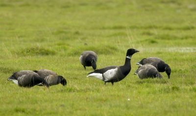 Brent Goose (Prutgs)