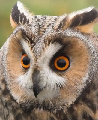Long-eared owl (Hornuggla)