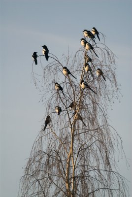 Common Magpie (Skata)