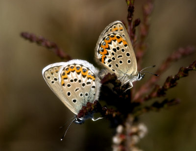 Hedblvingar (Plebejus idas), Skne