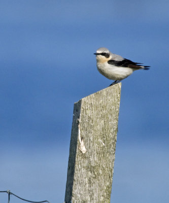 Northern Wheatear (Stenskvtta)