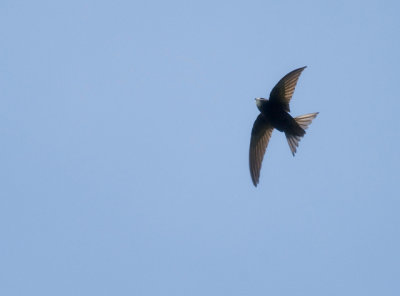 Common Swift (Tornseglare)