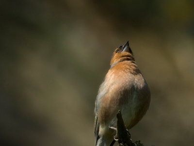 Common Chaffinch (Bofink)