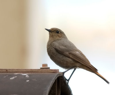 Black Redstart (Svart Rdstjrt)