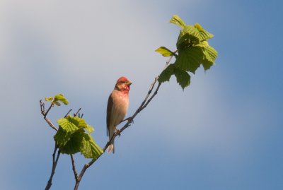 Common Rosefinch (Rosenfink)