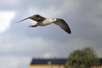 Yellow-legged Gull (Medelhavstrut)