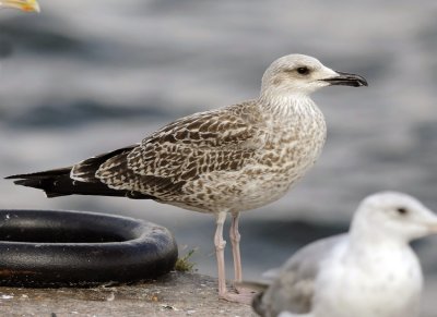 Yellow-legged Gull (Medelhavstrut)