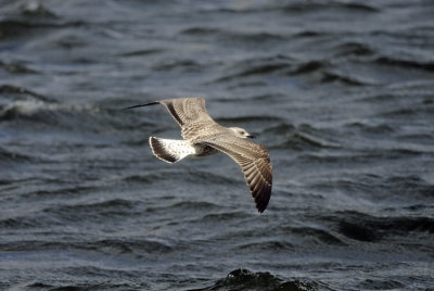 Yellow-legged Gull (Medelhavstrut)