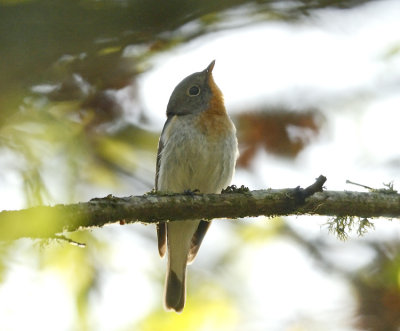Red-breasted Flycatcher (Mindre flugsnappare)