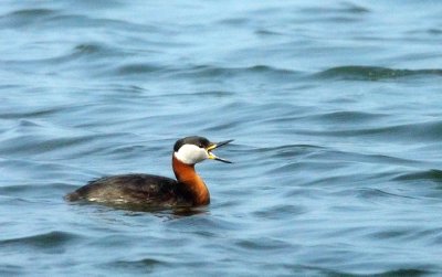 Red-necked Grebe (Grhakedopping)