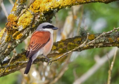 Red-backed Shrike (Trnskata)