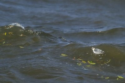 Red Phalarope (Brednbbad simsnppa)