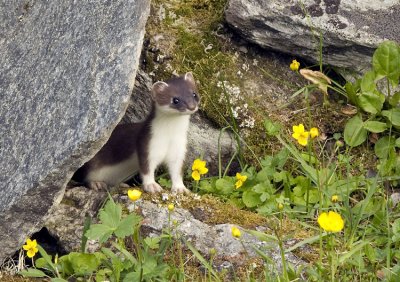 Hermelin (Ermine)