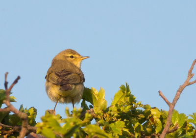 Willow Warbler (Lvsngare)