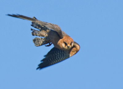  Red-footed Falcon, female (Aftonfalk)