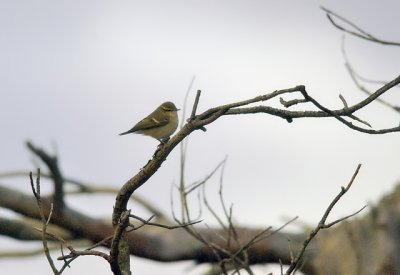 Hume's Leaf Warbler (Bergstaigasngare)
