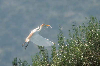 Cattle Egret