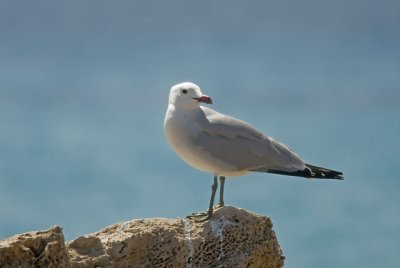 Audouin's Gull