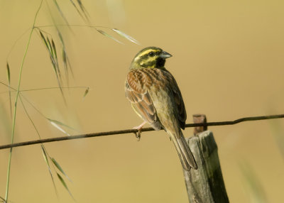 Cirl Bunting