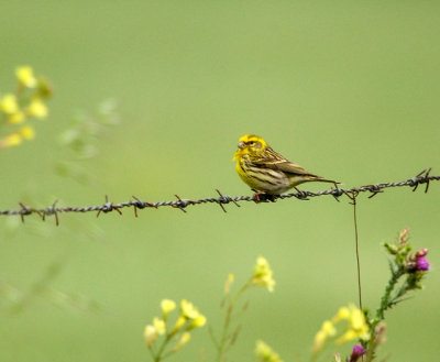 European Serin