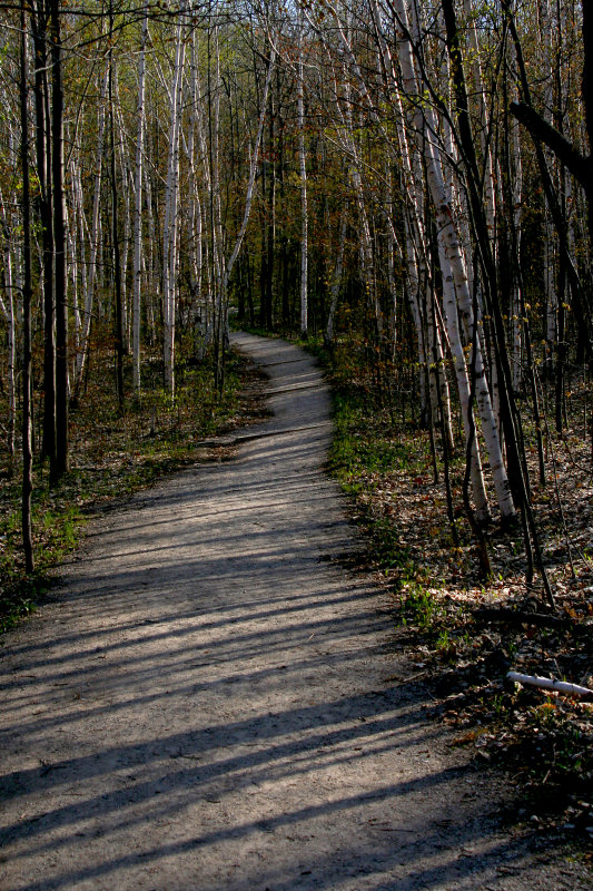 Birch Trail.jpg