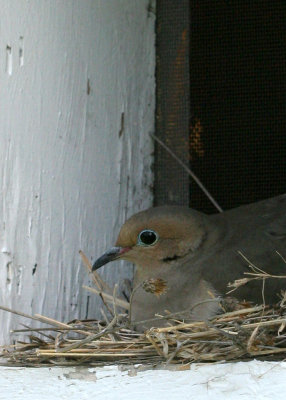 Dove-1 5x7.jpg