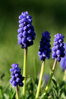 Hyacinth1.jpg