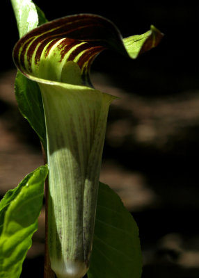 Jack in the Pulpit 5x7.jpg