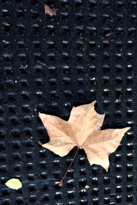 Black Grid Leaf Art016.jpg